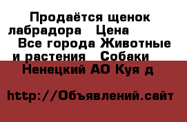 Продаётся щенок лабрадора › Цена ­ 30 000 - Все города Животные и растения » Собаки   . Ненецкий АО,Куя д.